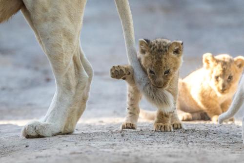 um filhote de leão bebé a andar ao lado da mãe em Pumba Private Game Reserve em Grahamstown