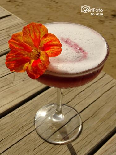 a drink in a glass with a flower in it at La Perla del Cabo in Cabo Polonio