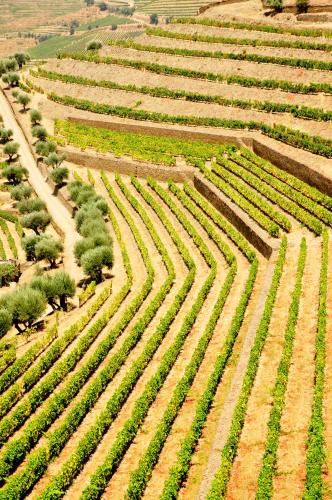 an aerial view of a field of crops at Casas de Pousadouro in Baião