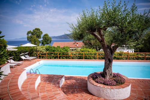 a tree in a planter next to a swimming pool at B&B Casabianca Palinuro in Palinuro