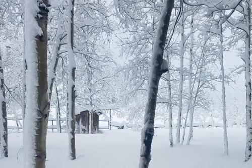 Happy Place Cabin – Photos 3