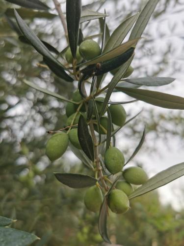 a bunch of green olives hanging from a tree at Salassel Al Jabal Al Akhdar Guesthouse in Al ‘Aqar