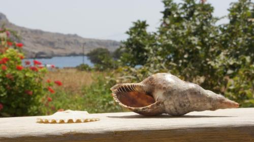a shell sitting on top of a wooden table at Pleiades Apartments in Lefkos Karpathou