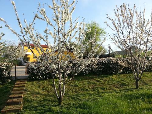 two trees with white flowers in the grass at Osteria da Cesare e Locanda in Castel San Pietro Terme