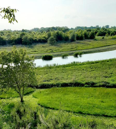 a tree in a field next to a river at Widokówka in Tarnobrzeg