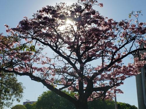 a flowering tree with the sun shining behind it at Garvey Flats in Brasilia