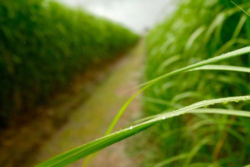 a blade of green grass next to a path at Hausdeich in Hamburg