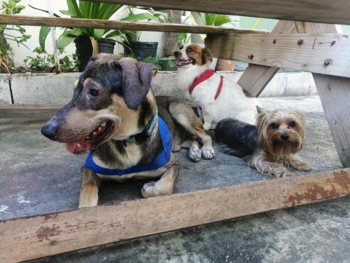 two dogs are sitting under a picnic table at Riviera Punta Cana Eco Travelers in Punta Cana