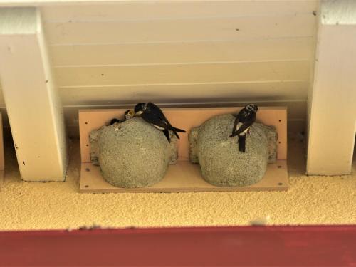 dos pájaros sentados en las rocas en una caja en Ferienwohnung Schwalbennest en Badenweiler