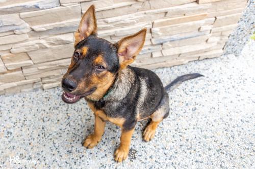 Mascotas con sus dueños en Qian B&B