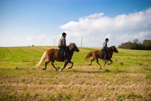 two men riding horses in a field at Tiendegaarden Møns Klint in Borre