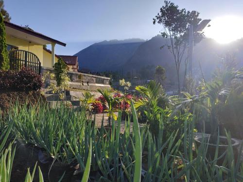 a garden with plants in front of a house at Gubuk Ndeso Homestay in Bromo