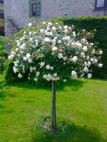 a bunch of white flowers on a pole in the grass at Hotel Turmwirt in Ora/Auer