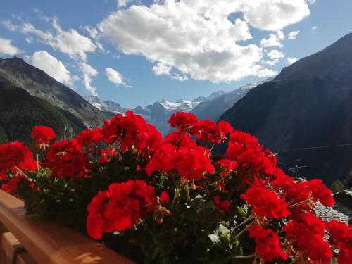 Gallery image of Petites Fleurs Cogne in Cogne