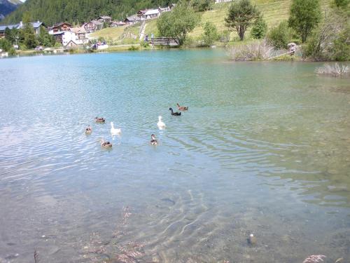 a group of ducks swimming in a lake at Residence Flora in Solda