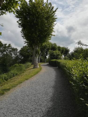 a tree on the side of a gravel road at B&B Ai Tre Cavalli in Cherasco