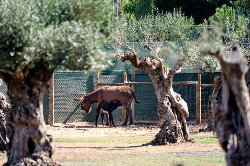 a brown cow standing next to a fence at Hotel de Charme Casa da Amieira in Amiães de Cima