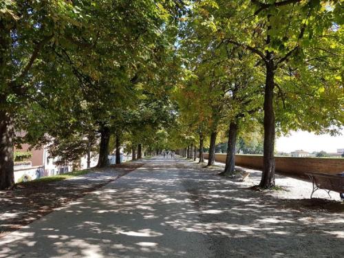 a tree lined street with a bench in a park at CozyBricks in Lucca - Apartments in the Historical Center - in Lucca