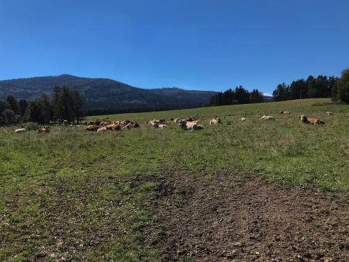 a herd of cows grazing in a field at Apartmán u jezera Lipno - Nové in Nová Pec