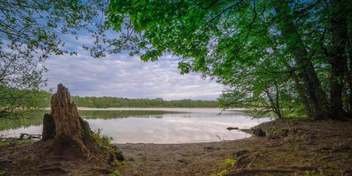 a view of a body of water with trees at Extravagantes Apartment in Potsdam