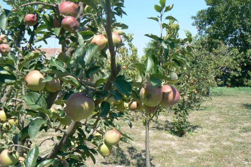 two trees with apples growing on them in an orchard at Casa Nautica in Jurilovca