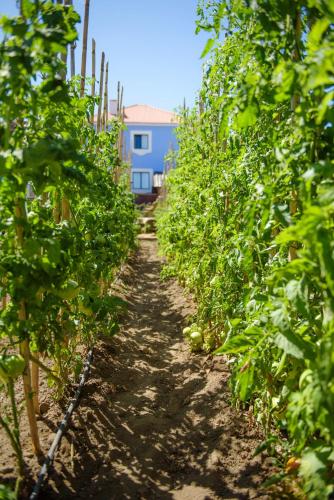 a row of tomato plants in a field at NINHO SALOIO in Venda do Pinheiro