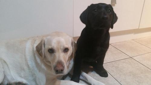 un chien noir et un chien blanc assis l'un à côté de l'autre dans l'établissement Broomfield House Bed and Breakfast, à Earlston