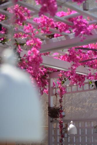 a bunch of pink flowers hanging from a pergola at Villa Iokasti in Hersonissos