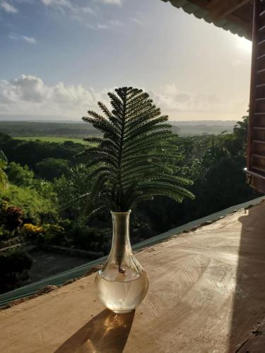 a vase sitting on a table with a plant in it at Altos de Caño Hondo in Los Guineos Perdidos