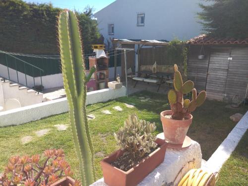 a garden with cactuses and plants on a wall at Casa Dos Cedros in Setúbal