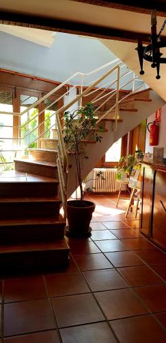 a staircase in a room with a potted plant at HOTEL LOS ARENALES DE JERTE in Jerte