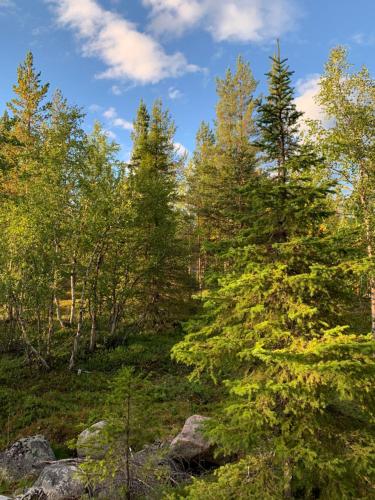 a group of trees on a hill with rocks at Wilderness and Calmness in Lapland in Nattavaara
