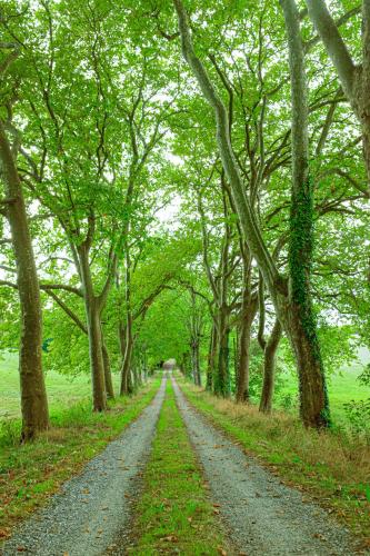 a dirt road through a forest of trees at B&B Château de Fajac la Selve in Pech-Luna