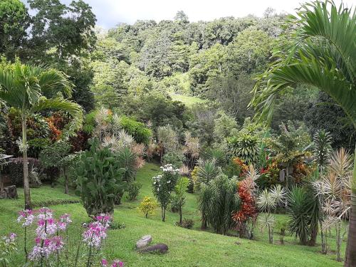 a garden with many different types of plants at Marita's Bed and Breakfast in Nuevo Arenal
