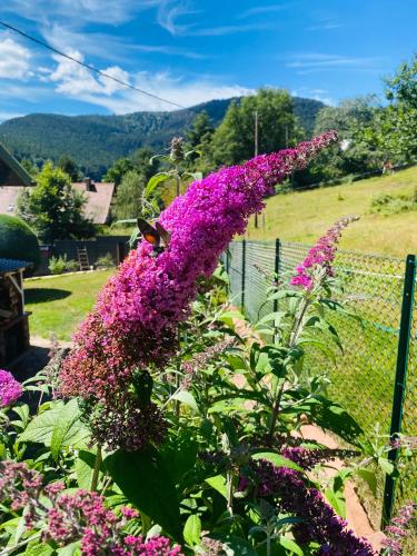 a bush of purple flowers next to a fence at L’hippocampe in Wangenbourg