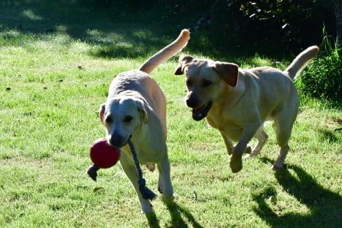 two dogs playing with a ball in the grass at Naturforsthaus Eddas Zimmer für Hunde - und naturverbundene Menschen in Preitenegg