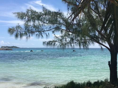 a tree on the beach with people in the water at Studio vue mer Le Gosier sans coupure d'eau in Le Gosier