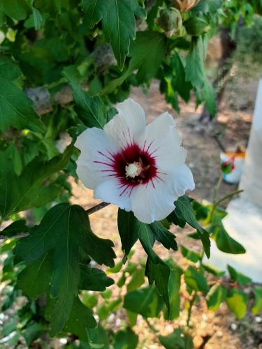 a white flower with a red center on a plant at B&B La Casa di Paolo in Orsogna