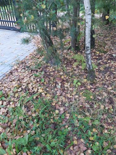 a pile of leaves on the ground next to a tree at Domek na Mazurach-Piasutno in Piasutno