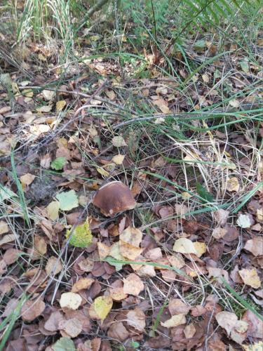 a mushroom sitting on the ground in the grass at Domek na Mazurach-Piasutno in Piasutno