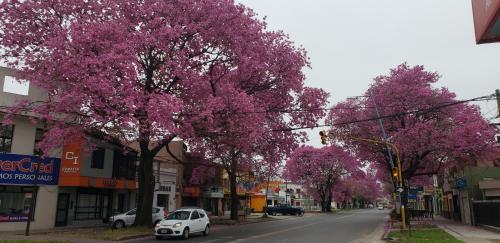 a city street with trees with pink flowers at Departamento Santo Tome centrico in Santo Tomé