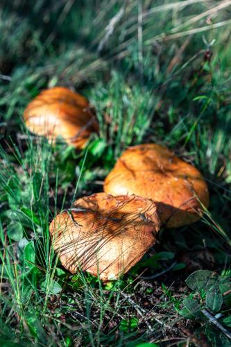 a group of three mushrooms in the grass at Leśna Osada przy Suntago Park in Krzyżówka