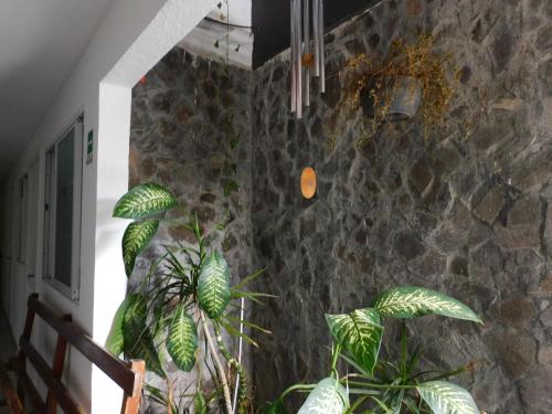 a room with a stone wall and two plants at Zyan Rooms in Villahermosa