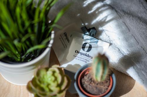 a table with a plant and a bag of coffee at Pensión Sarriegi in Donostia-San Sebastián