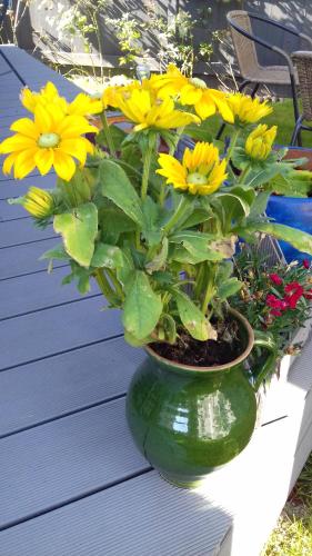 a vase filled with yellow flowers on a table at Sailaway in Carbis Bay