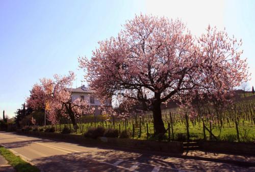 a tree in front of a house with pink flowers at Kurpark-Residenz Deidesheim in Deidesheim