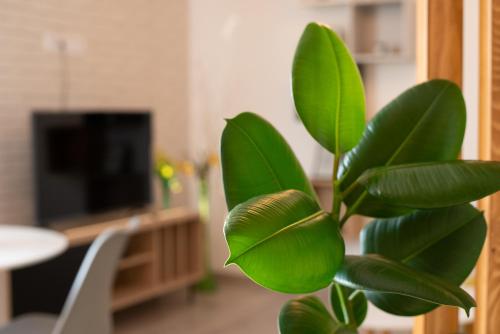 a plant with green leaves in a living room at ART Apartment in Târgu-Mureş