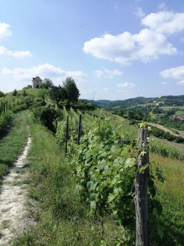 a vineyard with a fence and a house on a hill at Bed and Breakfast La Volpe tra le Vigne in Castelnuovo Don Bosco