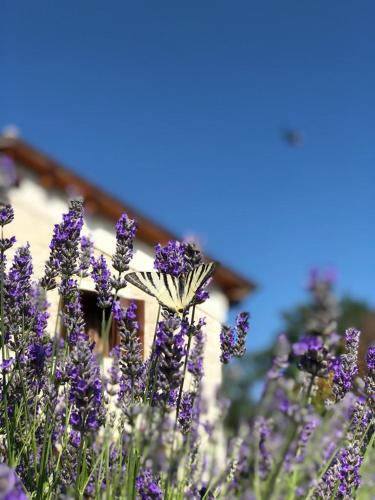 Κήπος έξω από το Country House Antiche Dimore