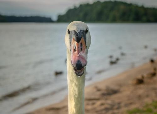 a close up of a goose with its tongue out at Apartament Augustów SWAN in Augustów